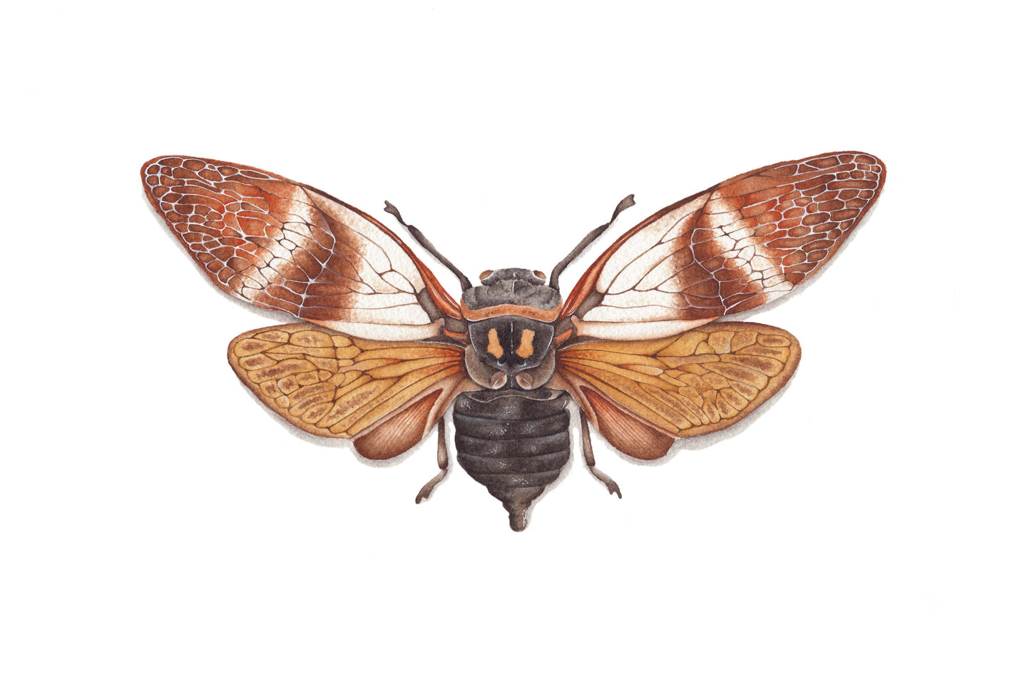 Angamiana Floridula Art Print